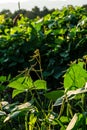 Green soybean field in sunny summer weather Royalty Free Stock Photo