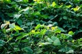 Green soybean field in sunny summer weather Royalty Free Stock Photo