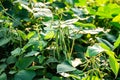 Green soybean field in sunny summer weather Royalty Free Stock Photo