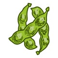 Green soybean icon, hand drawn style