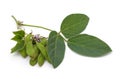 Green soybean with leaves and flower Royalty Free Stock Photo