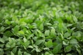 Green soybean leaves on a large farm field. Harvest concept