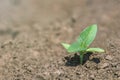 Green soybean plant on the field in spring. Young Soy plant.