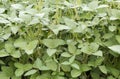 Green soybean plants close-up shot, mixed organic and gmo. Royalty Free Stock Photo