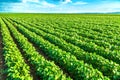 Green soybean plants close-up shot, mixed organic and gmo. Royalty Free Stock Photo