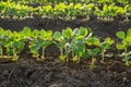 Green soybean plants close-up shot, mixed organic and gmo. Royalty Free Stock Photo