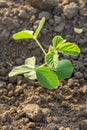 Green soybean plants close-up shot, mixed organic and gmo. Royalty Free Stock Photo