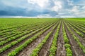 Green soybean plants close-up shot, mixed organic and gmo. Royalty Free Stock Photo