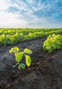 Green soybean plants close-up shot, mixed organic and gmo. Royalty Free Stock Photo