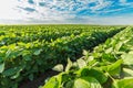 Green soybean plants close-up shot, mixed organic and gmo. Royalty Free Stock Photo