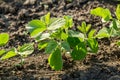 Green soybean plants close-up shot, mixed organic and gmo Royalty Free Stock Photo