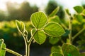 Green soybean plants close-up. Soya bean growing on plantation Royalty Free Stock Photo