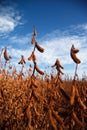 Green soybean Pod Close-up. Royalty Free Stock Photo