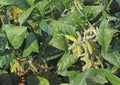 Green Soybean Pods