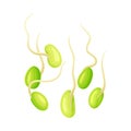 Green Soybean Sprout as Edible Seed of Legume Plant Vector Illustration
