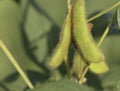 Green soybeans Closeup. Soyabean crop in nature.