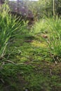 green space and Sunlit nature path Royalty Free Stock Photo