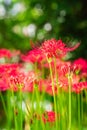 Lycoris radiata (Red spider lily) in Murakami Green Space Park