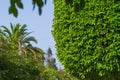 Green spaces in city streets cool city streets during the summer heat and freshen the air. Trees, shrubs, plants in Royalty Free Stock Photo