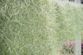 Green Spanish Moss Background . Royalty Free Stock Photo