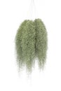 Six Green Spanish Moss tree, Grandpas Beard plant, hanging and isolated on white background. Royalty Free Stock Photo