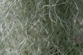 Green Spanish Moss, Grandpas Beard plant, Tillandsia crocata, Long moss macro, selective focus Royalty Free Stock Photo