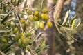Green Spanish olives ripening on olive tree with blurred background and copy space Royalty Free Stock Photo