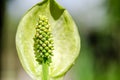 Green Spathiphyllum Araceae flower or peace lily stamens on the sunny day close up with selective focus Royalty Free Stock Photo