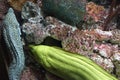 Green and speckled eels in hiding