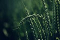 Green spelt wheat crops growing in cultivated field Royalty Free Stock Photo