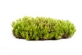 green sphagnum moss in circle shape isolated on white background Royalty Free Stock Photo