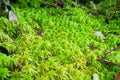 Green sphagnum moss on the ground