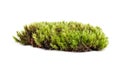 green sphagnum moss isolated on white background Royalty Free Stock Photo