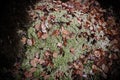 Green Sphagnum Moss with Red Leaves