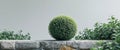 Green spherical shrub rests on stone wall Royalty Free Stock Photo