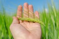 Green spica in hand over field