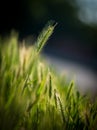 Green spica over field