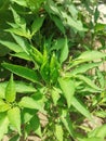 Green spicy chily plant pic