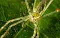 Green spider Royalty Free Stock Photo