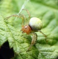 Green spider Royalty Free Stock Photo