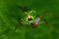 Green spider Araniella cucurbitina, close-up of the buttocks