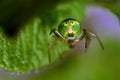 Green spider Araniella cucurbitina, close-up of the buttocks