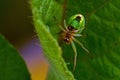 Green spider Araniella cucurbitina, close-up in Royalty Free Stock Photo