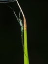 Green Spider Camouflage on the Grass Isolated on Black Backgroun