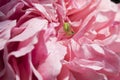 Green spider, small green spider sitting in rose