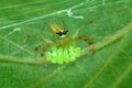 Green spider with eggs