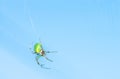 Green spider Royalty Free Stock Photo