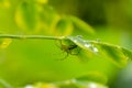 green spider macro close up photo Royalty Free Stock Photo