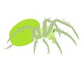 Green spider isolated on white background, , vector design eps 10 Royalty Free Stock Photo