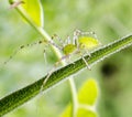 Green Spider Royalty Free Stock Photo